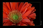 Gerbera