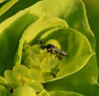 SONY alpa 700 macro Tamron 180, iso 400, F8, T 1/80, 
mano libera