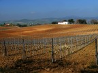 Dai vigneti del Morellino Dai vigneti del Morellino