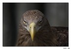 Lo sguardo Lo sguardo
