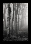 Nebbia Nebbia