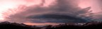alba alba