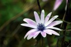 un bellissimo fiore............ un bellissimo fiore............