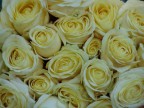 Rose ombrose...