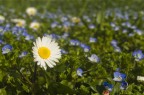 sprazzi di primavera sprazzi di primavera