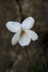 Violetta Violetta