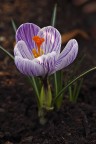 Crocus vernus