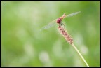 Libellula Reddosa...