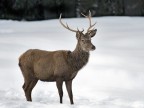 Giovane Cervo Nella Neve...