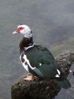 Uccelli 1 Uccelli 1