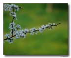 Profumo di primavera x tutte le Donne Profumo di primavera x tutte le Donne