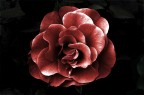 Esplosione di Rosa Esplosione di Rosa