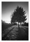 Controluce