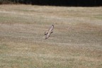 volo libero volo libero