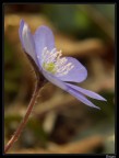 Anemone epatica 02