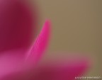 sogno rosa sogno rosa