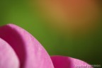 fior di sole su cime di petali fior di sole su cime di petali