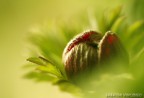 sospeso nel verde sospeso nel verde