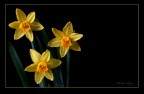 Narcisi Narcisi