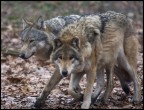 Lupi Siberiani Lupi Siberiani