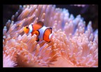 Un Nemo in famiglia Un Nemo in famiglia
