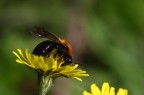 impollinato impollinato