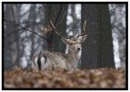 Capriolo Capriolo