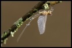 Ephemeroptera - Effimera