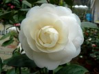 Camelia in fiore Camelia in fiore