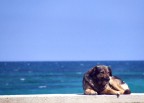 Il Cane di SCataldo Il Cane di SCataldo