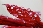 Gocce su velluto rosso Gocce su velluto rosso
