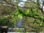 dominio verde dominio verde