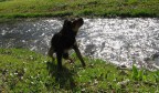 piccolo amico piccolo amico
