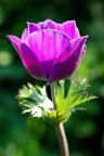 Anemone Anemone