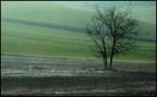 Nebbiolina bassa Nebbiolina bassa