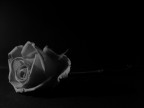 Rosa Rosa