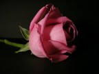 Rosa 2 Rosa 2