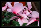 ciclamino rosa ciclamino rosa