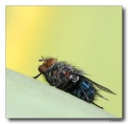 Mosca Mosca