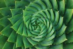 Green Twister Green Twister