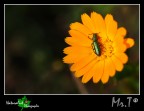 Nel sole Nel sole