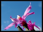 Rivolto al sole Rivolto al sole