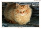 Micione rosso Micione rosso