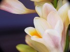 viola di primavera viola di primavera