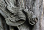 Equus Equus