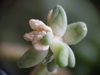 flower 5 flower 5