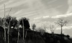 vegetazione su strada incompiuta