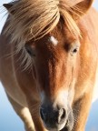 pony pony