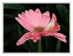 gerbera rosa gerbera rosa