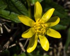 SOLE GIALLO